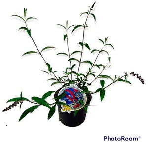 Buddleja d. 'Royal Red' geen maat specificatie cont. 3,0L - afbeelding 3