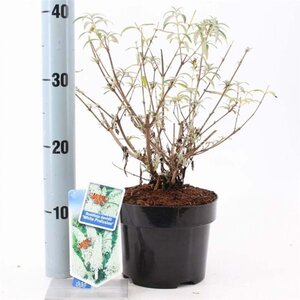 Buddleja d. 'White Profusion' 30-40 cm cont. 2,0L - afbeelding 4