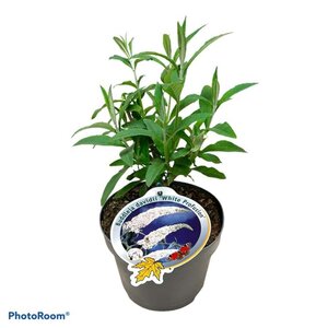 Buddleja d. 'White Profusion' geen maat specificatie cont. 3,0L - afbeelding 4