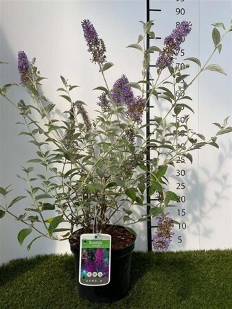 Buddleja 'Lochinch' 40-60 cm cont. 3,0L