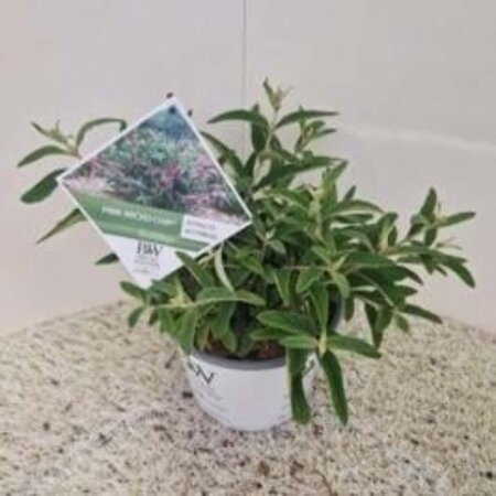 Buddleja 'Pink Micro Chip' 30-35 cm cont. 3,0L