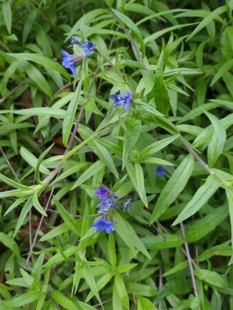 Buglossoides purpurocaerulea geen maat specificatie 0,55L/P9cm - afbeelding 4