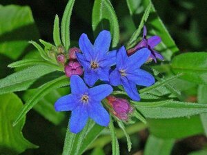 Buglossoides purpurocaerulea geen maat specificatie 0,55L/P9cm - afbeelding 1