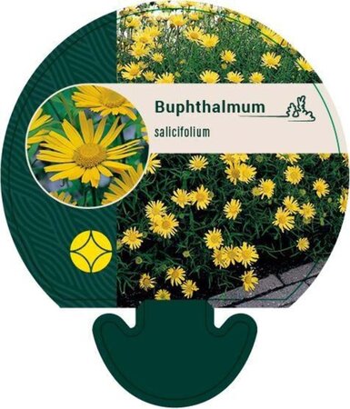 Buphthalmum salicifolium geen maat specificatie 0,55L/P9cm - afbeelding 2