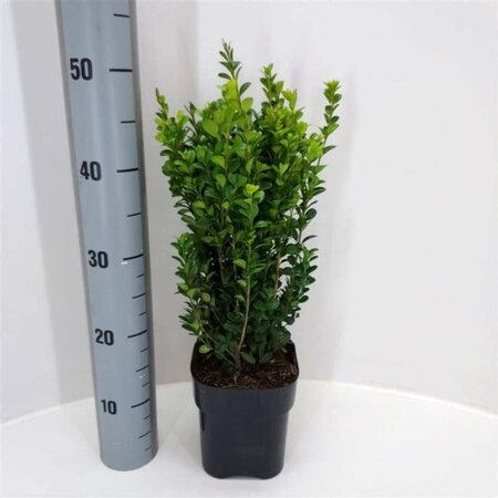 Buxus sempervirens 25-30 cm cont. 2,0L