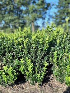 Buxus sempervirens 30-40 cm wortelgoed - afbeelding 2