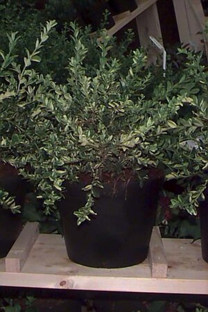 Buxus sempervirens 40-50 cm cont. 5,0L - afbeelding 7