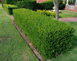 Buxus sempervirens 40-50 cm cont. 5,0L - afbeelding 8