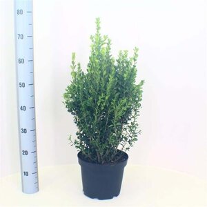 Buxus sempervirens 40-50 cm cont. 5,0L - afbeelding 9