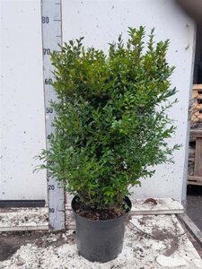 Buxus sempervirens 40-50 cm cont. 5,0L - afbeelding 5