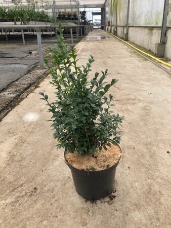 Buxus sempervirens 40-50 cm cont. 5,0L - afbeelding 4