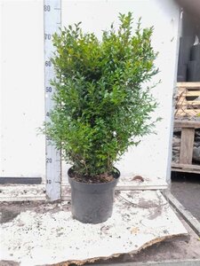 Buxus sempervirens 40-50 cm cont. 5,0L - afbeelding 6