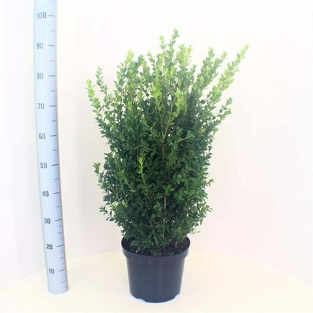 Buxus sempervirens 50-60 cm cont. 7,5L