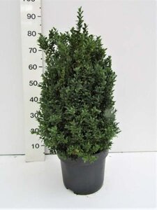 Buxus sempervirens 50-60 cm met kluit - afbeelding 5