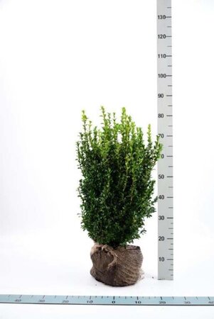 Buxus sempervirens 50-60 cm met kluit - afbeelding 3