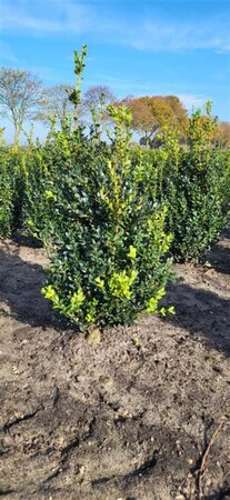 Buxus sempervirens 50-60 cm met kluit - afbeelding 6