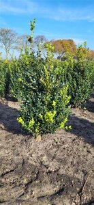 Buxus sempervirens 50-60 cm met kluit - afbeelding 6