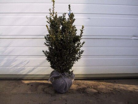 Buxus sempervirens 50-60 cm met kluit - afbeelding 4