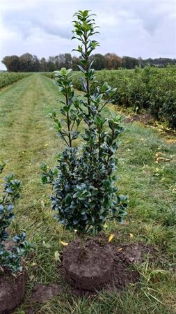 Buxus sempervirens 50-60 cm met kluit - afbeelding 7