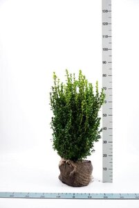 Buxus sempervirens 50-60 cm met kluit - afbeelding 2