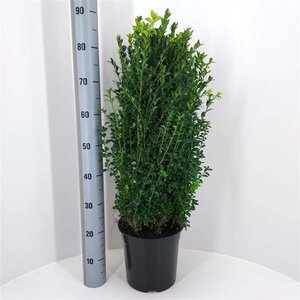 Buxus sempervirens 60-80 cm cont. 7,5L