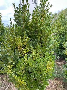 Buxus sempervirens 60-80 cm met kluit - afbeelding 6