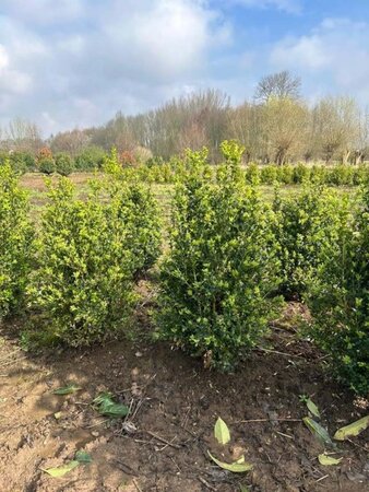 Buxus sempervirens 60-80 cm met kluit - afbeelding 7