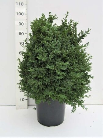 Buxus sempervirens 60-80 cm met kluit - afbeelding 5