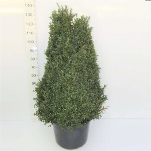 Buxus sempervirens 80-100 cm met kluit - afbeelding 3