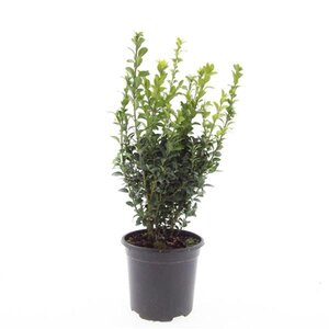 Buxus sempervirens geen maat specificatie cont. 1,5L - afbeelding 2