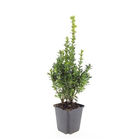 Buxus sempervirens geen maat specificatie 0,55L/P9cm