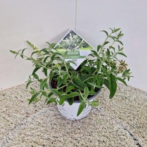 Buddleja White Chip 30-35 cm cont. 3,0L