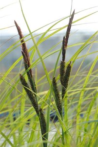 Carex acuta geen maat specificatie 0,55L/P9cm