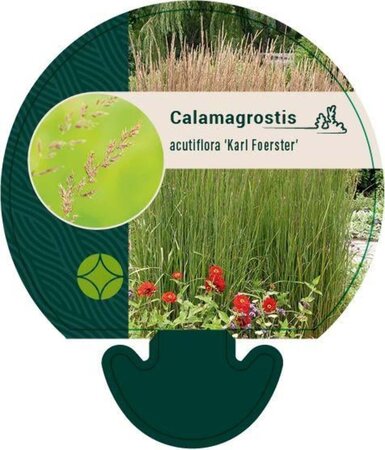 Calamagrostis acut. 'Karl Foerster' geen maat specificatie 0,55L/P9cm - afbeelding 10