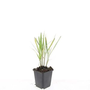 Calamagrostis acut. 'Karl Foerster' geen maat specificatie 0,55L/P9cm - afbeelding 9