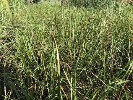 Calamagrostis acut. 'Karl Foerster' geen maat specificatie 0,55L/P9cm - afbeelding 1