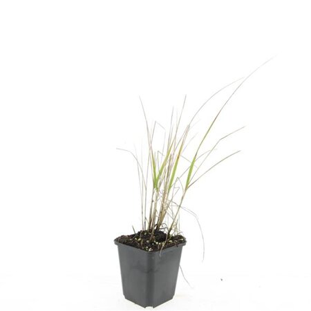 Calamagrostis acut. 'Karl Foerster' geen maat specificatie 0,55L/P9cm - afbeelding 5