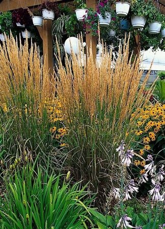 Calamagrostis acut. 'Karl Foerster' geen maat specificatie 0,55L/P9cm - afbeelding 8