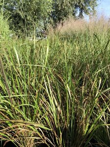 Calamagrostis acut. 'Karl Foerster' geen maat specificatie 0,55L/P9cm - afbeelding 12