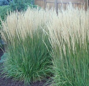 Calamagrostis acut. 'Karl Foerster' geen maat specificatie 0,55L/P9cm - afbeelding 11