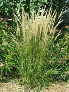 Calamagrostis acut. 'Karl Foerster' geen maat specificatie 0,55L/P9cm - afbeelding 7