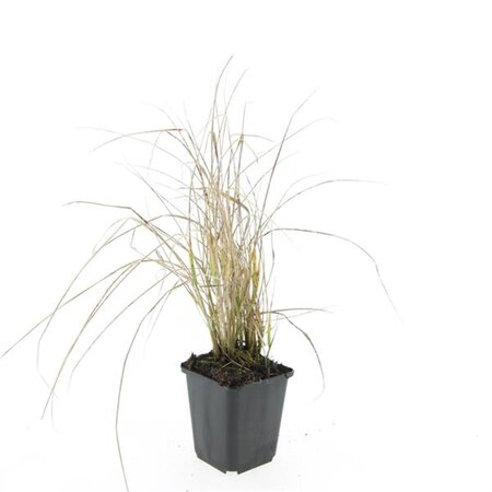 Calamagrostis acut. 'Karl Foerster' geen maat specificatie 0,55L/P9cm - afbeelding 3