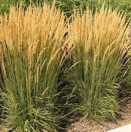 Calamagrostis acut. 'Karl Foerster' geen maat specificatie 0,55L/P9cm - afbeelding 6