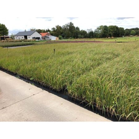 Calamagrostis acut. 'Karl Foerster' geen maat specificatie 0,55L/P9cm - afbeelding 13