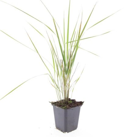 Calamagrostis acut. 'Karl Foerster' geen maat specificatie 0,55L/P9cm - afbeelding 2