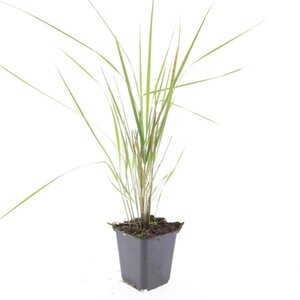 Calamagrostis acut. 'Karl Foerster' geen maat specificatie 0,55L/P9cm - afbeelding 2