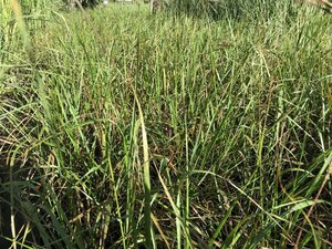 Calamagrostis acut. 'Karl Foerster' geen maat specificatie 0,55L/P9cm - image 1