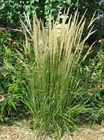 Calamagrostis acut. 'Karl Foerster' geen maat specificatie 0,55L/P9cm - image 7