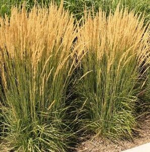 Calamagrostis acut. 'Karl Foerster' geen maat specificatie 0,55L/P9cm - image 6