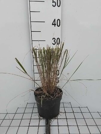 Calamagrostis acut. 'Overdam' geen maat specificatie cont. 2,0L - image 5